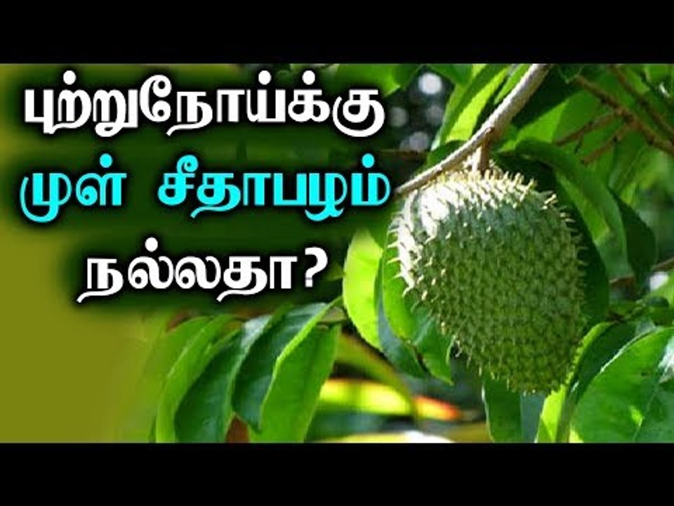 புற்றுநோய்க்கு முள் சீதாப்பழம் நல்லதா? | முள் சீதப்பழம் | பழங்கள் | பயன்கள்