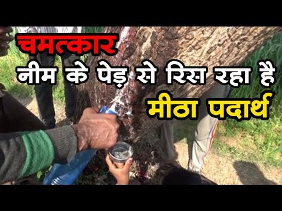 चमत्कार - नीम के पेड़ से रिस रहा है मीठा पदार्थ I  Neem tree - Chhatarpur District News