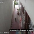 Intrépido gato defiende su hogar al luchar con una cobra venenosa