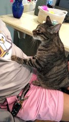 Cat Soothes Guests While They Wait