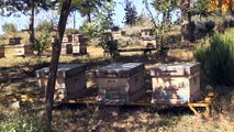 Arı zehri alternatif gelir kapısı olacak - DÜZCE
