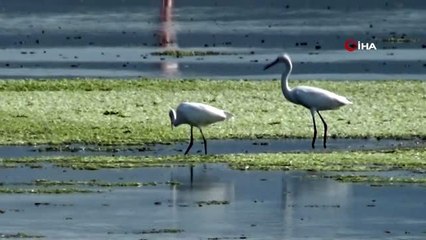 Flamingolar kışı geçirmek için Hersek'e geldi
