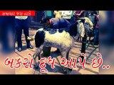 દૂધ આપતો બકરો - Milk Giving Male Goat