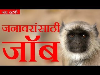 आता जनावरांसाठी जॉब (Animal Jobs)