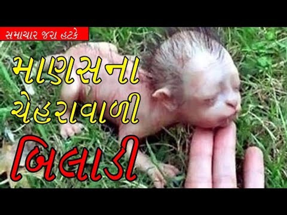 માણસના ચેહરાવાળી બિલાડી