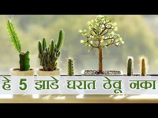 बॉन्साय आणि हे झाडे घरातून लगेच करा बाहेर