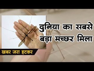 दुनिया का सबसे बड़ा मच्छर मिला