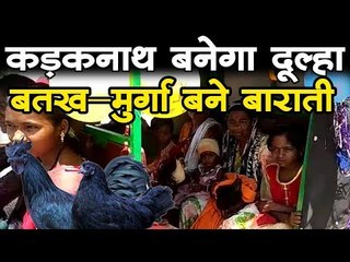 अनोखी शादी, कड़कनाथ बनेगा दूल्हा, बतख-मुर्गा बने बाराती  Kadaknath's unique wedding in Dantewada
