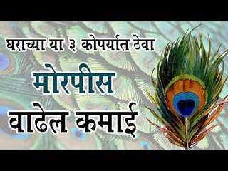 आकर्षक मोरपीसाने केवळ शोभाच वाढत नाही तर तिजोरीत पैशाची वाढ होते