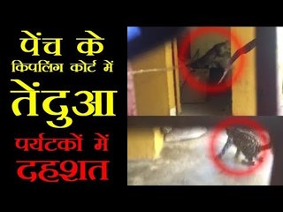 पेंच के किपलिंग कोर्ट में तेंदुआ, पर्यटकों में दहशत