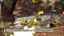 CURIOSIDADES sobre o Canario-da-terra