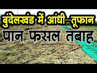 बुंदेलखंड में आंधी-तूफान से पान फसल तबाह