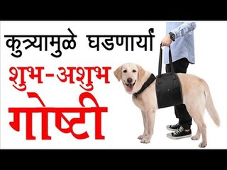 आपल्या माहीत नसतील कुत्र्याबद्दल या 8 शुभ - अशुभ गोष्टी