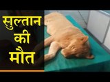 इंदौर के चिड़ियाघर में 14 माह के शेर सुल्तान की मौत