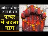 नागपंचमी विशेष : नागिन के मारे जाने के बाद पत्थर में बदला नाग