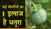 1 treatment of many diseases is Datura || कई बीमारियों का 1 इलाज है धतूरा