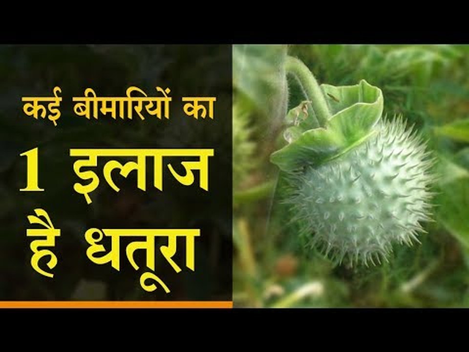 1 treatment of many diseases is Datura || कई बीमारियों का 1 इलाज है धतूरा