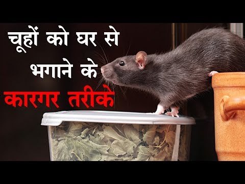 चूहों के आतंक से परेशान हैं? 7 घरेलू नुस्खे अपनाएं और चूहों से पीछा छुड़ाएं