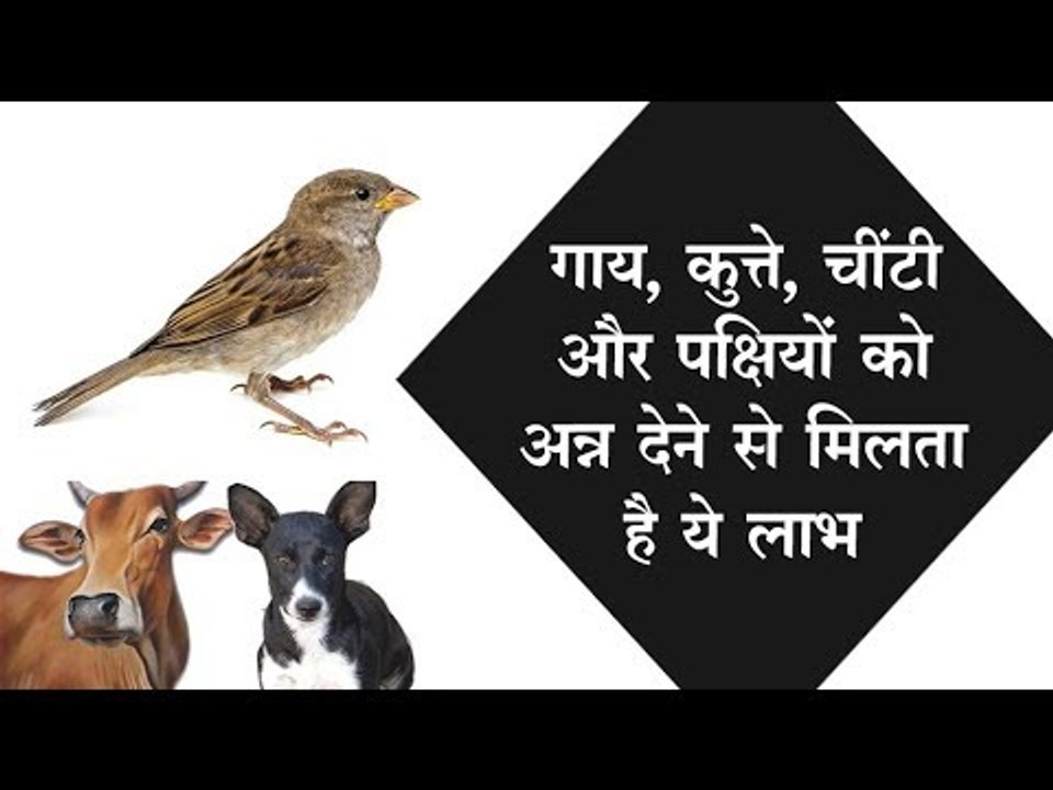 गाय, कुत्ते, चींटी और पक्षियों को भोजन खिलाने के चमत्कार