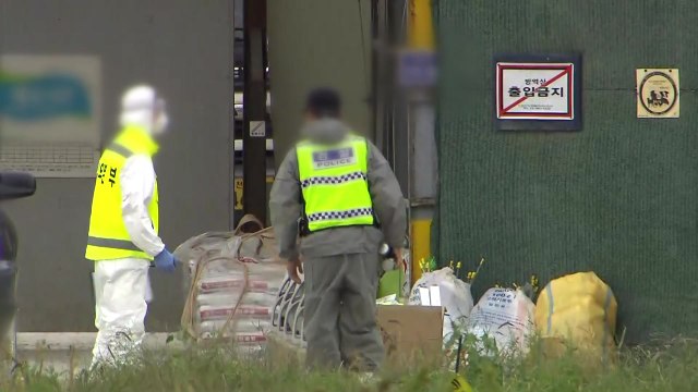 아프리카돼지열병 의심신고 '음성'...태풍 방역 비상 / YTN