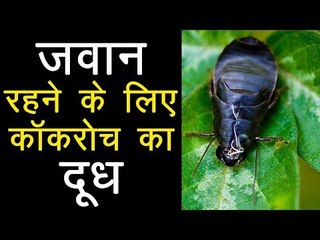 जवान रहने के लिए कॉकरोच का दूध