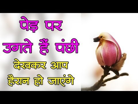 पेड़ पर पंछी को बैठे हुए तो देखा होगा, लेकिन क्या कभी देखा है ऐसा नजारा