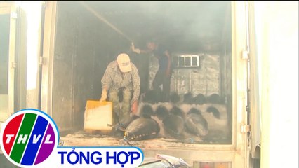 THVL | Phú Yên đẩy mạnh tiêu thụ nội địa cá ngừ đại dương từ du khách