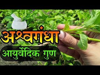 कई बीमारियों को जड़ से खत्म करने की औषधि है अश्वगंधा, जानिए आयुर्वेद के अनुसार इसके गुण