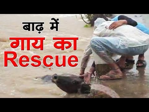 मध्यप्रदेश के रायसेन में लोगों ने बाढ़ में फंसी गाय को बचाया