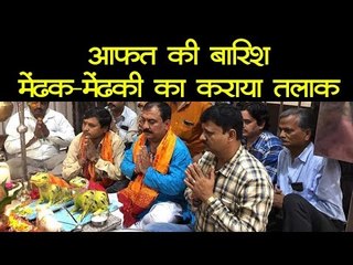 मेंढक-मेंढकी का करा दिया तलाक! बारिश के लिए कराई थी शादी | Frog Divorce