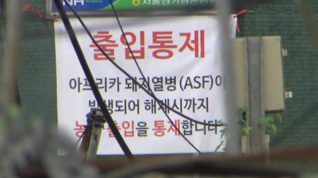 아프리카돼지열병 의심신고 '음성'...태풍 방역 비상 / YTN