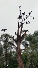 Vultures Dry Wings in Dead Tree