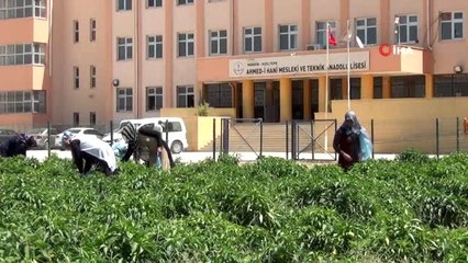 Okul bahçesi üretim alanına çevrildi, kazanan kadınlar oldu