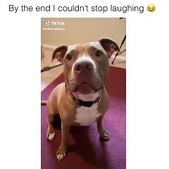 The entrance to a conversation with a talking animal is in my bio. #tiktok