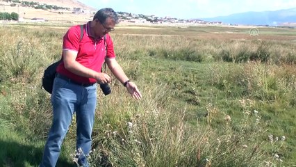 'Erzincan Sütotu bitkisi antimikrobiyal özelliğe sahip' - ERZİNCAN