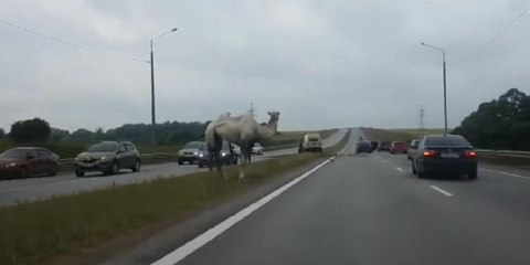 Rusa se hace un "Camel Trophy" para saltarse los enormes atascos de la hora punta