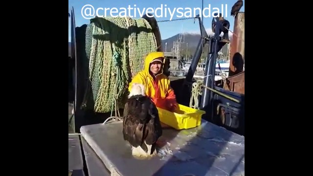 Lovely birds are feeding from human hand, having bath and dancing
