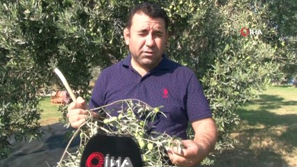 Düşük rekolteye rağmen yüksek fiyat zeytinciyi umutlandırdı...Hasat yapılan bahçe havadan görüntülendi