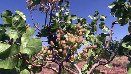 Olumsuz hava koşulları fıstıkta verimi düşürdü - SİİRT