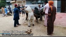 Cow Qurbani | Funny Compilation of Cow Running in Karachi Road | Eid Ul Adha 2018 & 2019