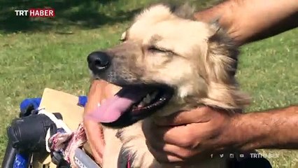 Sevimli köpek "Dost" tedavisi için yardım bekliyor
