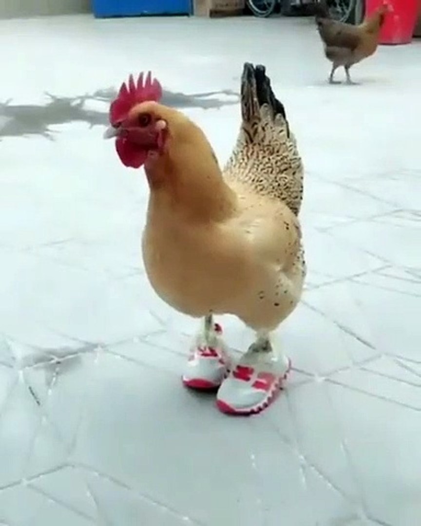 Курочка смешная