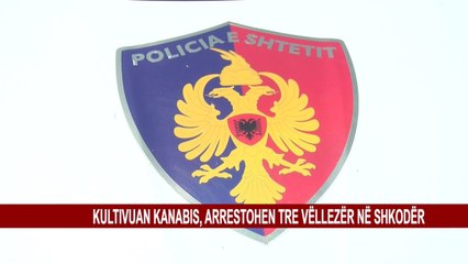 KULTIVUAN KANABIS, ARRESTOHEN TRE VËLLEZËR NË SHKODËR