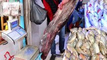 4 bin liralık balık...Samsun'da sezonun en büyük yayın balığı yakalandı