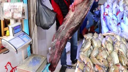4 bin liralık balık...Samsun'da sezonun en büyük yayın balığı yakalandı