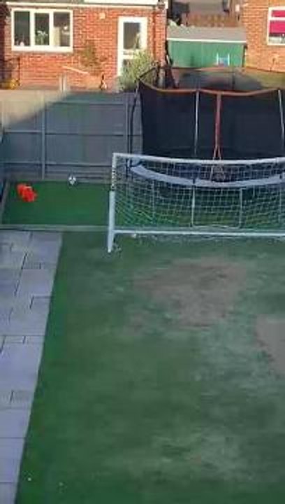 Cheeky fox bounces on trampoline