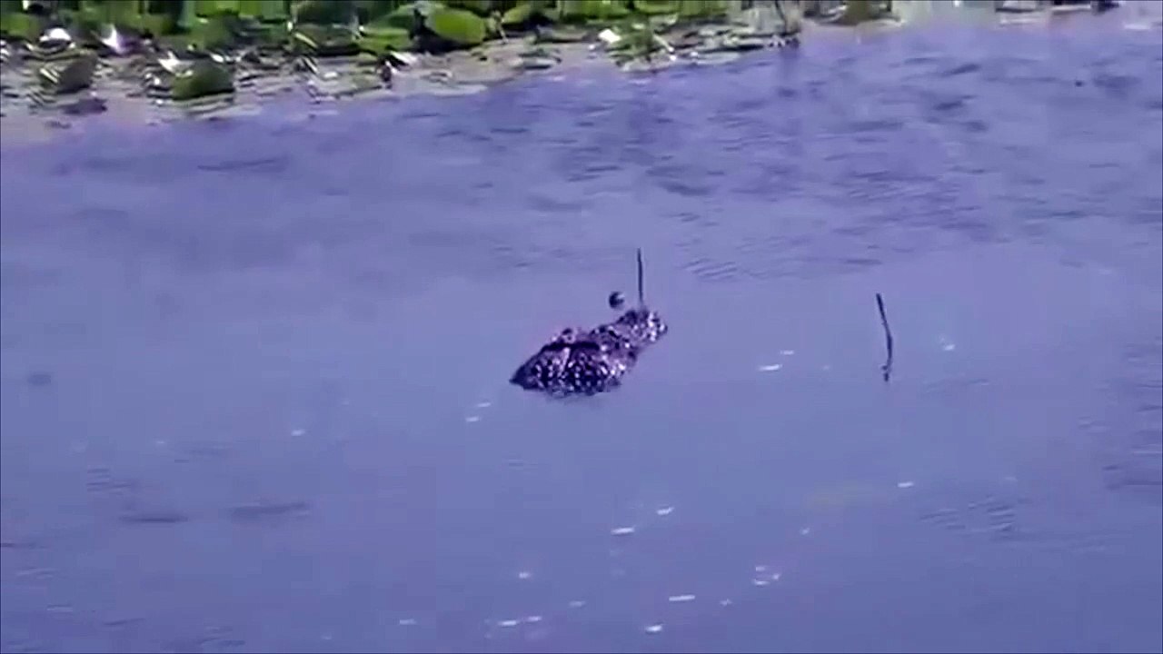 Un caimán y una anaconda se enfrentan a un duelo a vida o muerte