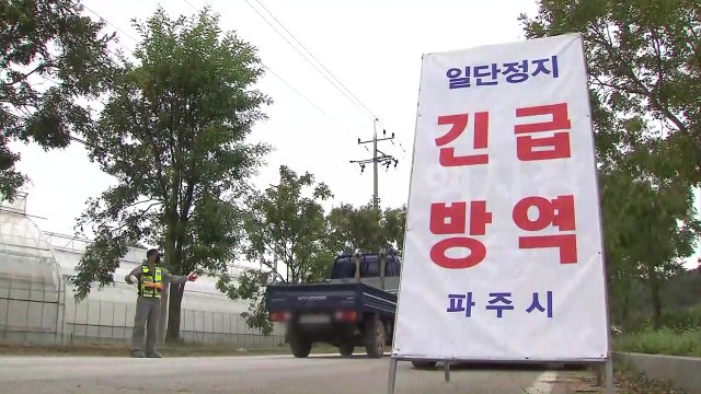 아프리카돼지열병 의심신고 '음성'...변수는 태풍 / YTN