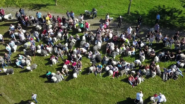 Des Bobtails font du Death Ride...