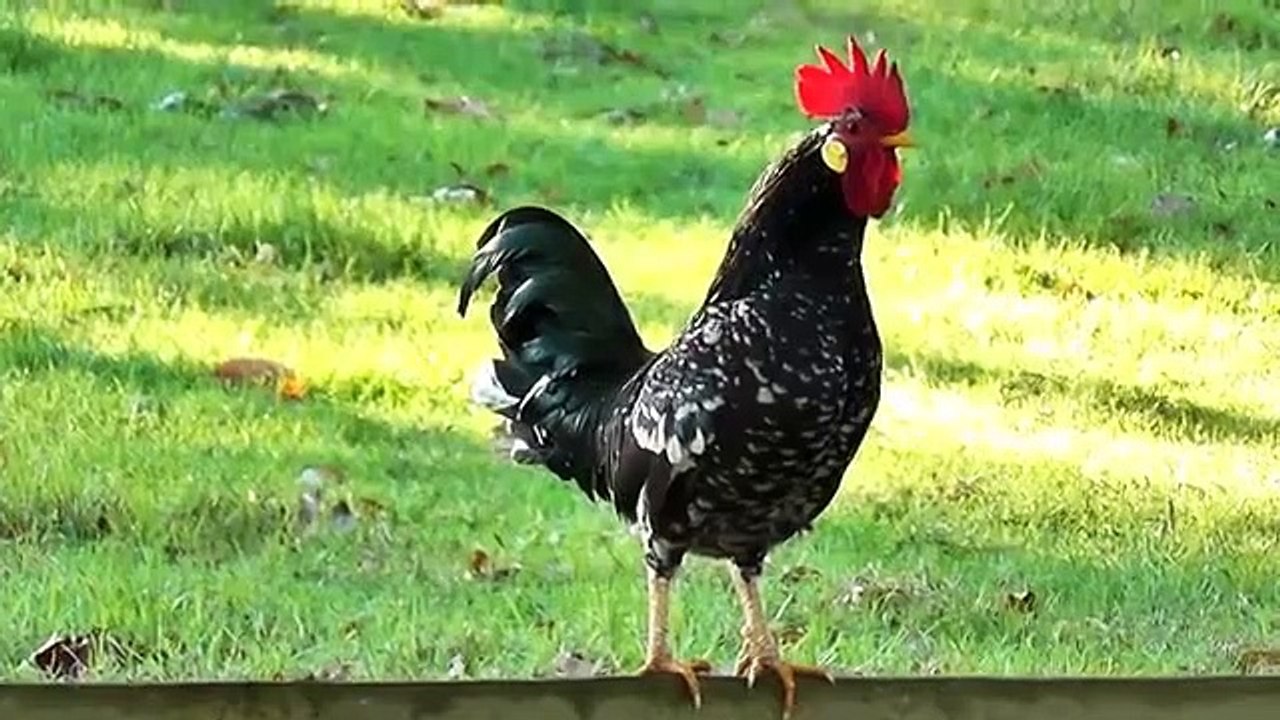Morning Roster sound ||Cock sound effect | royalty free music